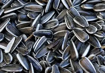 SUNFLOWER SABUT SEED 250GRAM